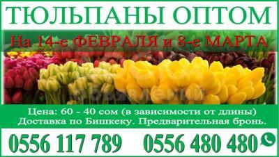 Тюльпан оптом на 14 февраля,8-марта