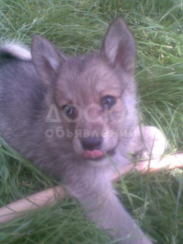 Продаю щенков западно-сибирской лайки.