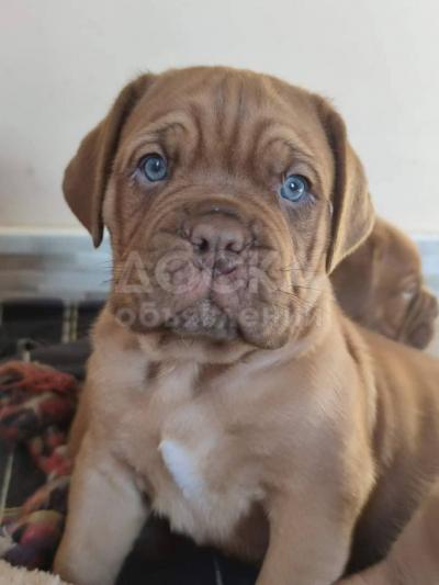 Щеночек Бордоского дога