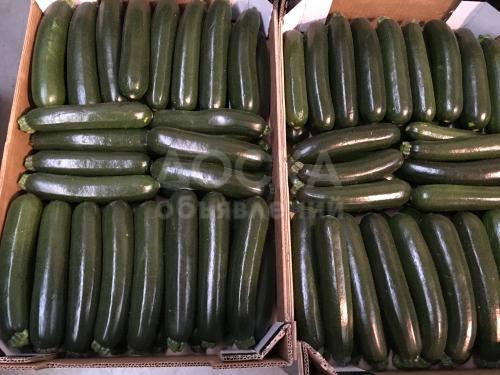 Продаем кабачки из Испании