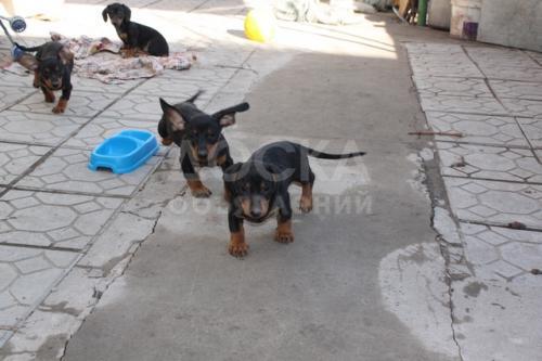 Продам щенков. Порода: карликовая такса