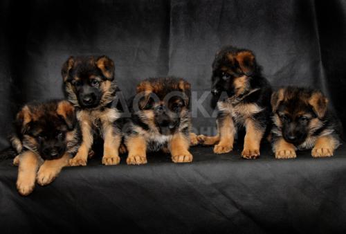 Щенки немецкой овчарки