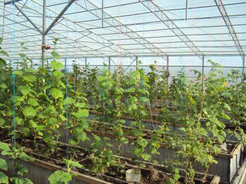 Обучение, бизнес курс "Теплица"