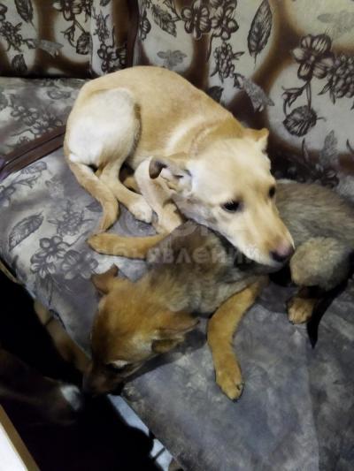Отдам в хорошие руки двух девочек щенков