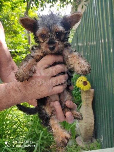 Продаю щенков йоркширского терьера. 12 000 сом