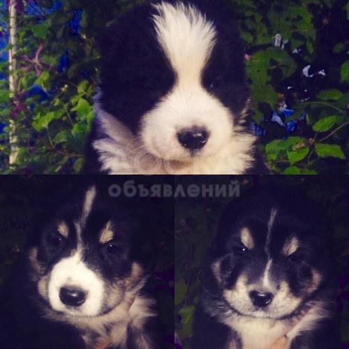 Продаются щенки САО