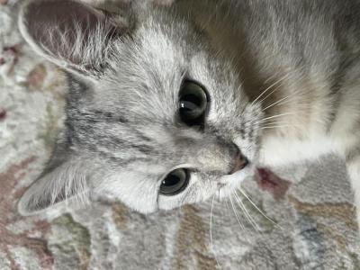 Британская Шиншила возраст 9 мес