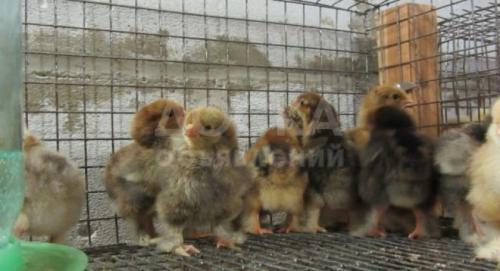 Продаю цыплят Брама, суточные, месячные, двухмесячные
