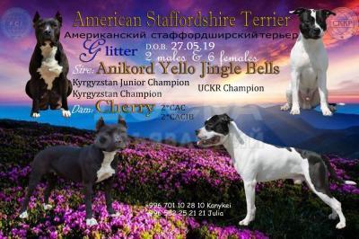 Щенки американского стаффордширского терьера открыты для резерва