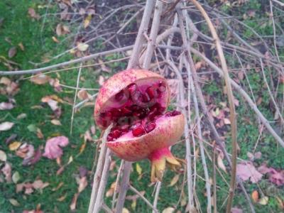 Для озеленения и украшения