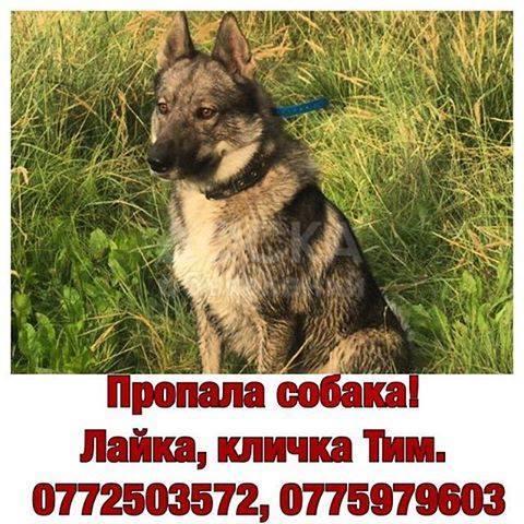 ПРОПАЛА Лайка