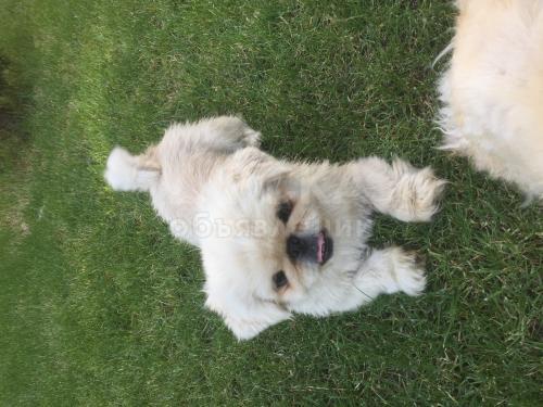 Продаю карликовых пекинесов .