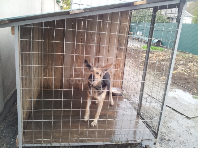 Немецкая овчарка