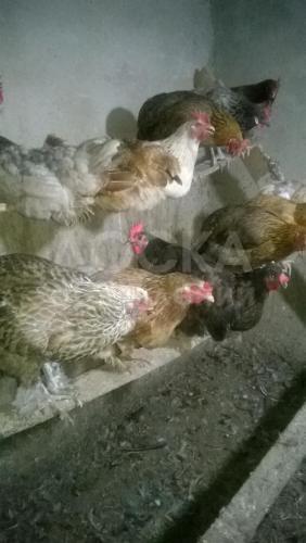Продаю домашних кур и петухов
