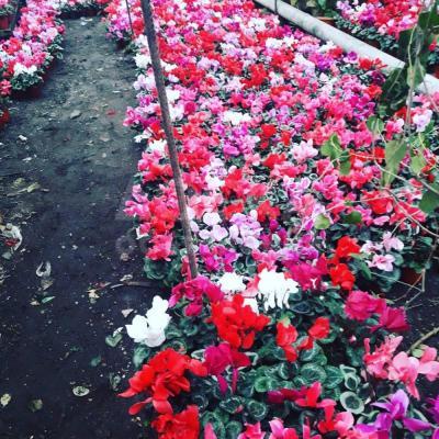 Продажа комнатных цветов к 8 марта)))