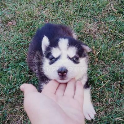 Продаю очаровательных щенков хаски