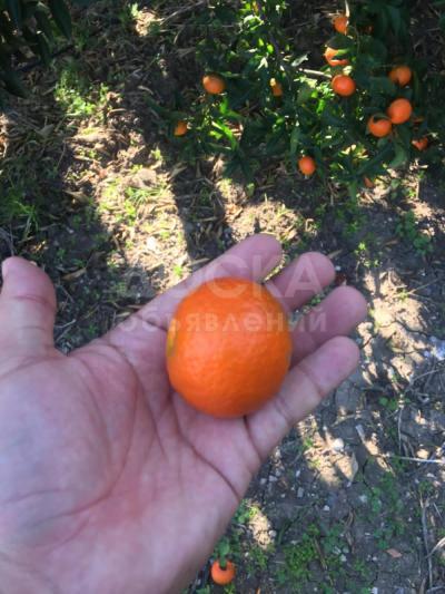 М А Н Д А Р И Н Ы ! Мандарины ! М А Н Д А Р И Н Ы ! Прямые поставки ! Турция ! О П Т О М