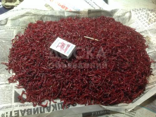 Мотыль оптом!