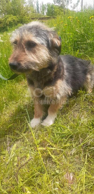 Собака ищет маму