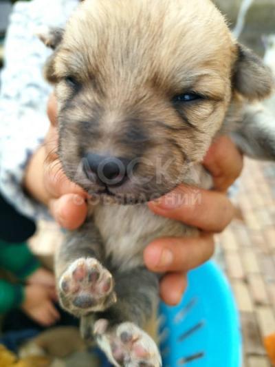 отдам в добрые руки щенят