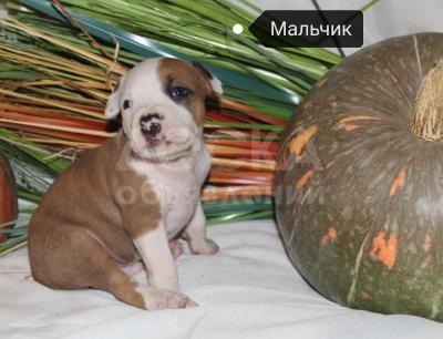 Элитные щенки породы Американский стаффордширский терьер