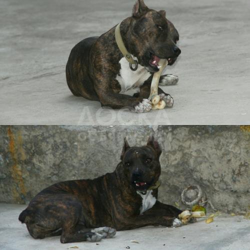 Потерялась собака по кличке"Джессика", порода- Американский стаффорд,возраст 1,3 года. Звонить по номеру: 0779788533,0707494928