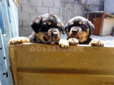 продаю щенков ротвейлера
