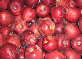 Продаю участок пром назначения, 3 га с.Кара-Ой, дача,