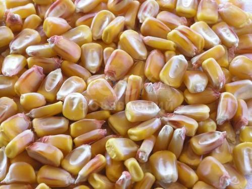 Реализуем кукурузу рушенную различных сортов для фермерских хозяйств