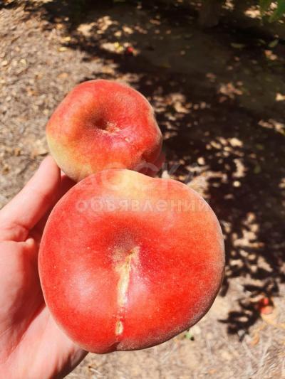 Предлагаем прямые поставки плоских персиков из Испании