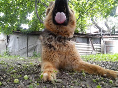 Немецкая овчарка сука 2х лет