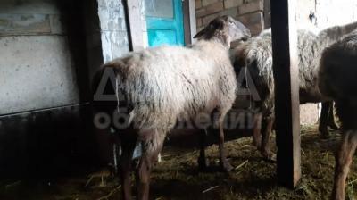 Продаётся овца