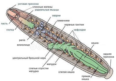 Медицинский Пиявки из России. Телефон: 0553 17 01 02