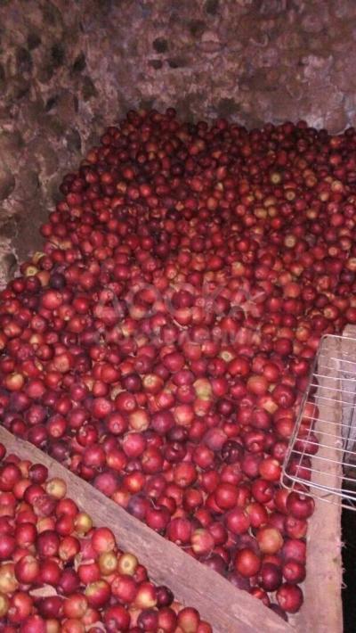 Продаю яблоки.