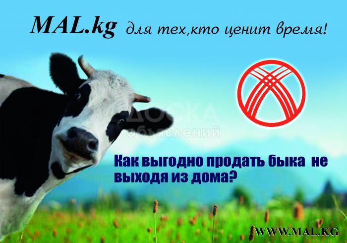 Скотный рынок www.mal.kg