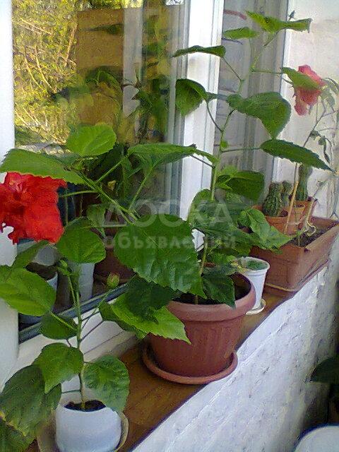 Продажа домашних растений