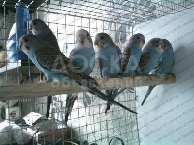 ПРОДАЮТСЯ ВОЛНИСТЫЕ ПОПУГАИ