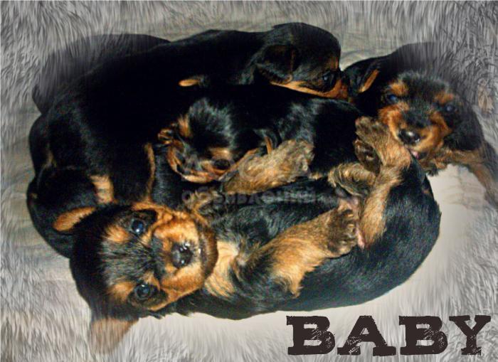 Продаю йоркширских терьеров