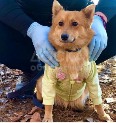 Лисичка ищет семью