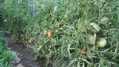 Продаю дом 4-ком. 100кв. м., этаж-1, 5,5-сот., стена кирпич, Кант, ул. Пушкина, 65.