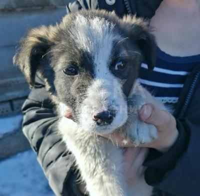 Щенки дворняжки