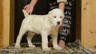 Отдам собаку! Ит берем