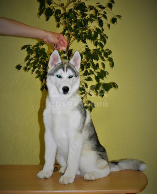 Девочка с Шоу Потенциалом