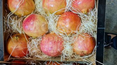 Предлагаем оптовые поставки граната сорт Мояр