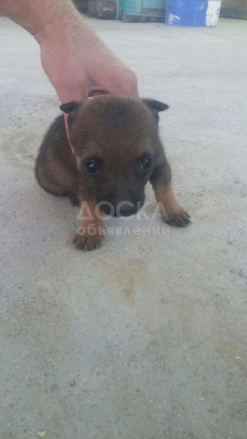 Отдам щенят в хорошие руки.