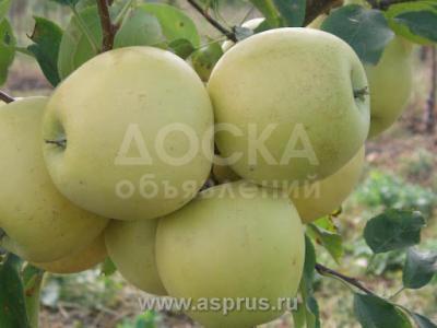 Дунунон алма сатабыз,полукарликовый бактан Т:0551708001, 0558671667