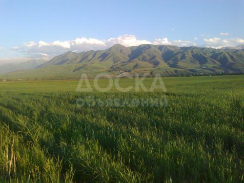 Продаю участок сельхоз назначения, 2 га между селами Заречное и Чон-таш.