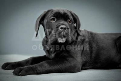 Продаются щенки породы итальянский кане-корсо!