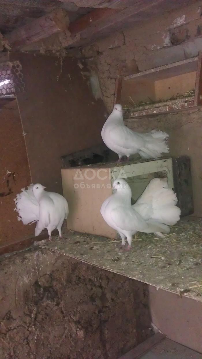 белые голуби павлины