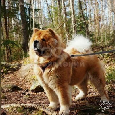 Выгул ваших четвероногих друзей:)